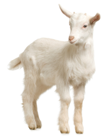 goat (1)